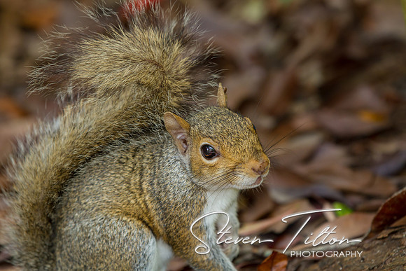 Asheboro Zoo