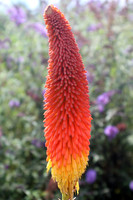 Bright Flower Cone