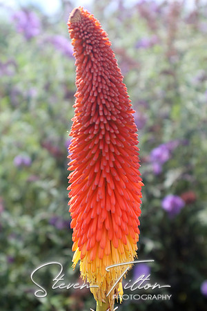 Bright Flower Cone