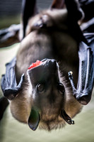 Indianapolis Zoo