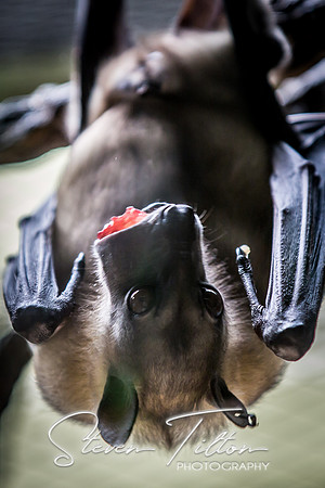 Indianapolis Zoo