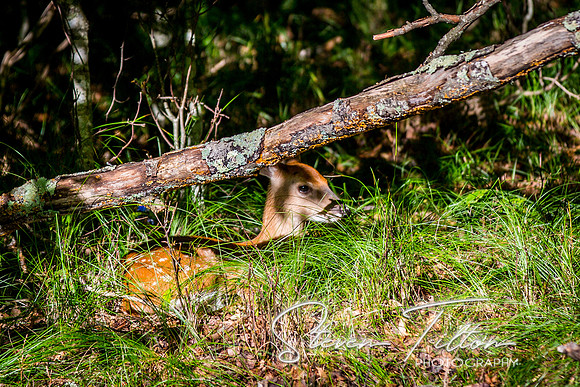 Banner Elk, NC Visit