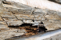 Infested Wood