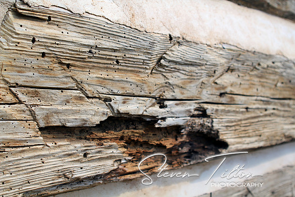 Infested Wood