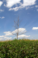 Clover Field