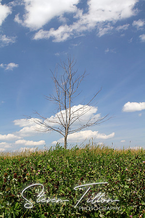Clover Field
