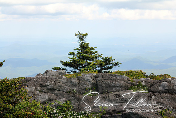 Lone Tree