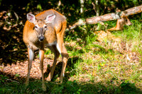 Banner Elk, NC Visit