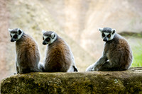 Asheboro Zoo