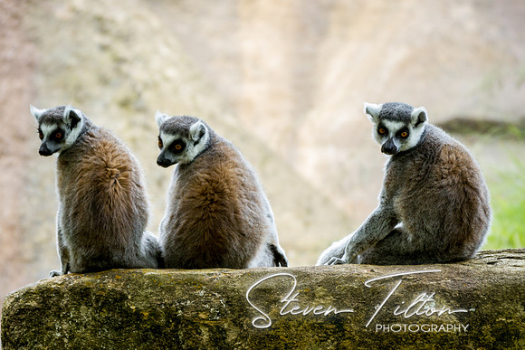 Asheboro Zoo