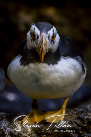 Asheboro Zoo