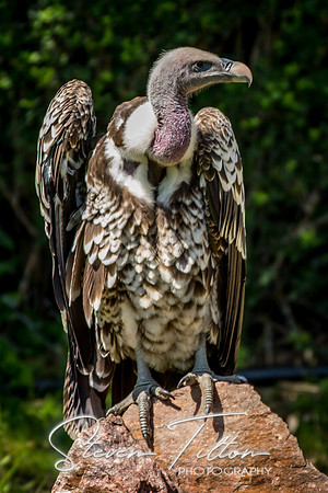 Indianapolis Zoo