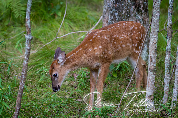 Banner Elk