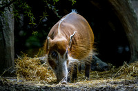Asheboro Zoo