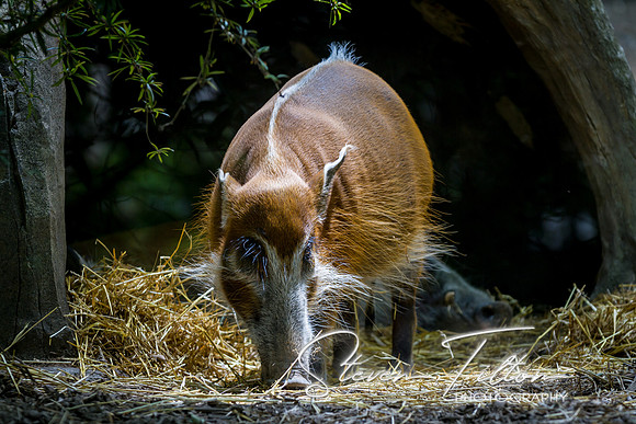 Asheboro Zoo