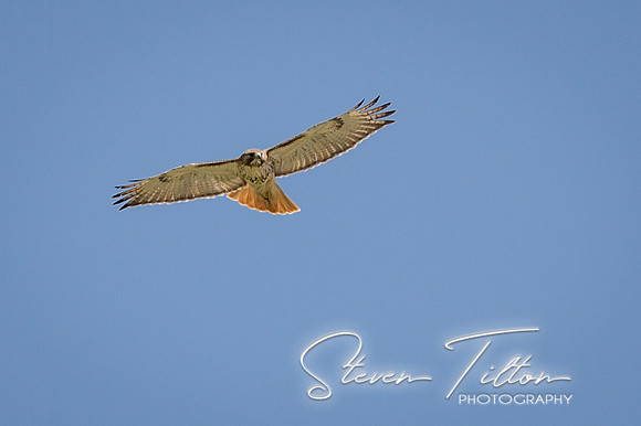Red-tailed Hawk