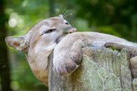 Asheboro Zoo