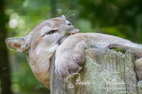 Asheboro Zoo