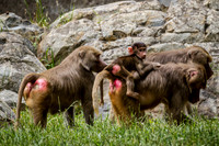 Asheboro Zoo