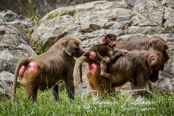 Asheboro Zoo