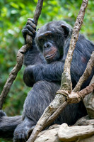 Asheboro Zoo