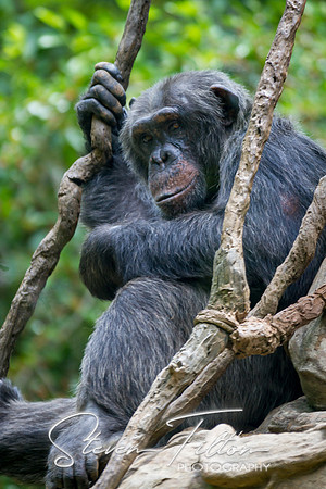 Asheboro Zoo