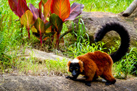 Asheboro Zoo