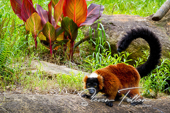 Asheboro Zoo