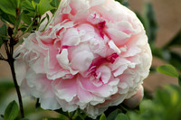 Pink Rose
