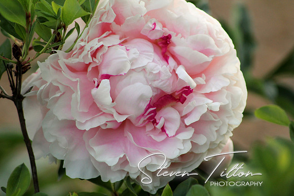Pink Rose