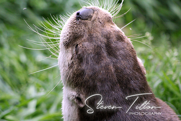 Otter Feeding
