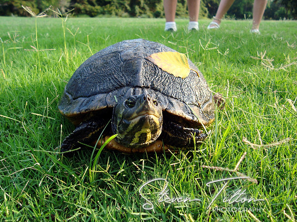 Turtle on the Run