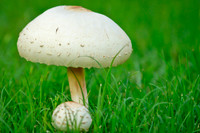 Mushroom