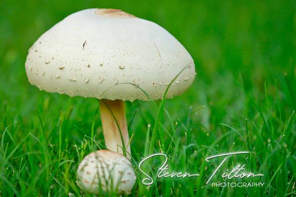 Mushroom