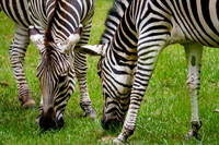 Asheboro Zoo