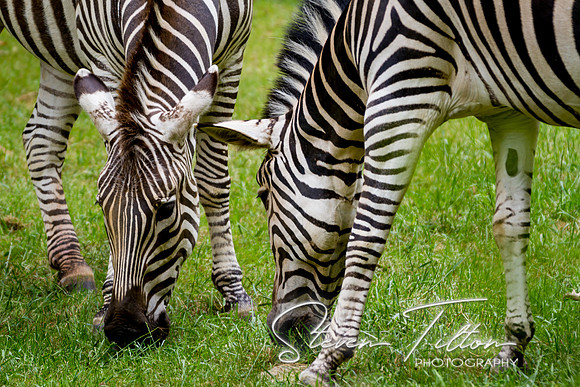 Asheboro Zoo