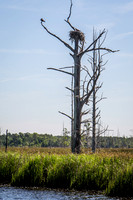 Wilmington River Cruise