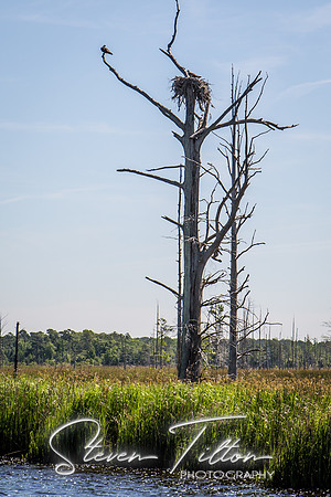 Wilmington River Cruise