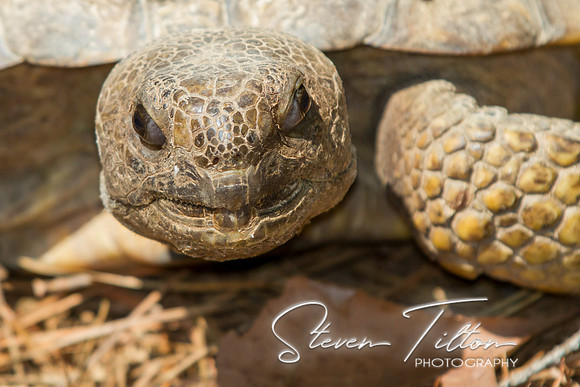 Asheboro Zoo