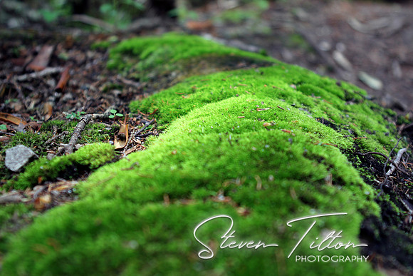 Ground Cover
