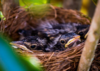 Baby Robins