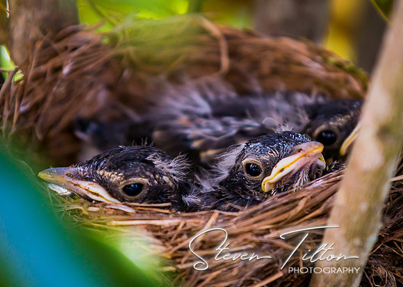 Baby Robins