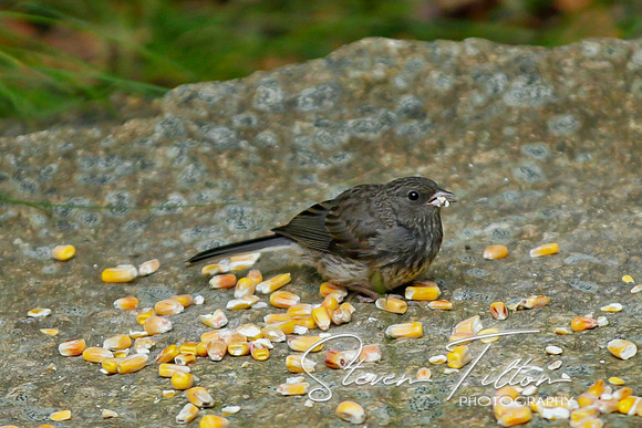 Sparrow Feeding