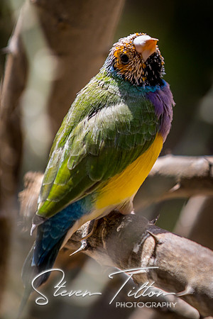 Indianapolis Zoo