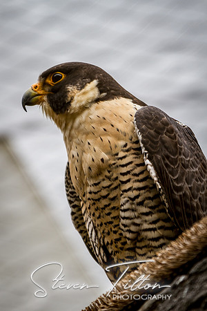Asheboro Zoo