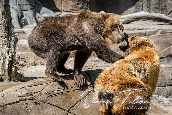 Indianapolis Zoo
