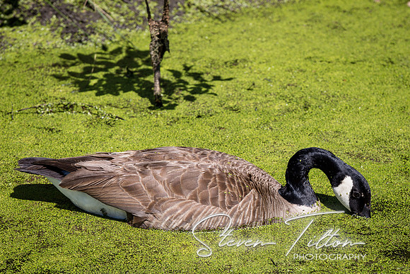 Goslings