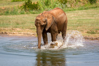 Asheboro Zoo