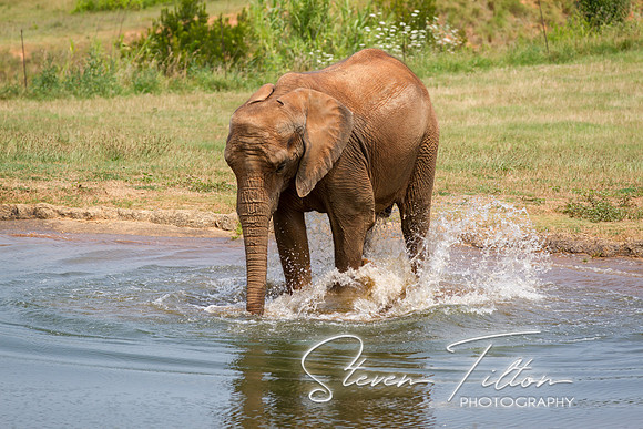 Asheboro Zoo