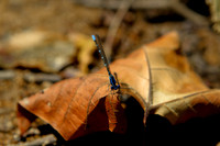 Dragonfly on a leaf